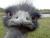 agrimmitt's Avatar