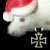Rattus's Avatar